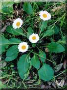 Bellis cordifolia