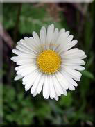 Bellis perennis