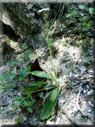 Bellis sylvestris