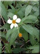 Bidens aurea