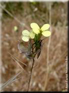 Biscutella auriculata