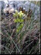 Biscutella valentina subsp. valentina