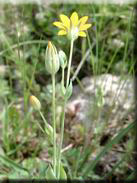 Blackstonia perfoliata subsp. perfoliata