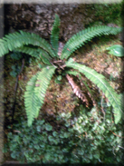 Blechnum spicant subsp. spicant var. spicant