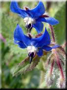 Borago officinalis