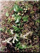 Boussingaultia cordifolia