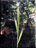 Brachypodium distachyon