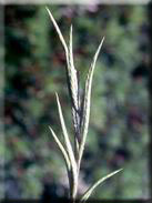 Brachypodium phoenicoides