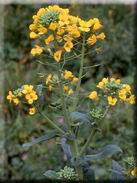 Brassica  napus