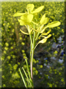 Brassica nigra