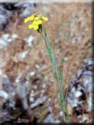 Brassica repanda subsp. confusa
