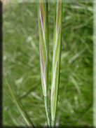 Bromus diandrus