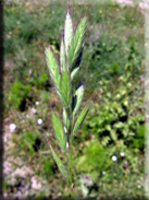 Bromus lanceolatus