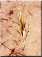 Bromus macrantherus