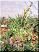 Bromus wildenowii