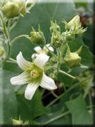 Bryonia dioica