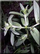 Buglossoides arvensis subsp. arvensis