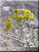 Bupleurum foliosum