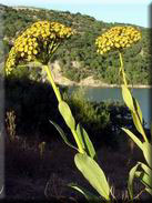 Bupleurum fruticosum