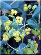 Bupleurum lancifolium