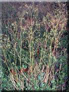Bupleurum rigidum subsp. paniculatum