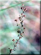 Bupleurum semicompossitum