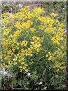 Cachrys sicula