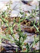 Cakile maritima subsp. maritima