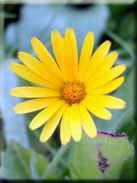 Calendula arvensis subsp. arvensis