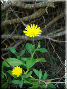 Calendula suffruticosa subsp. algarbiensis