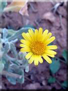 Calendula suffruticosa subsp. tomentosa