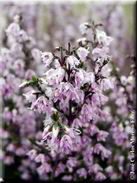 Calluna vulgaris