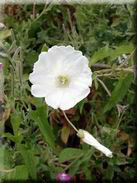 Calystegia sepium