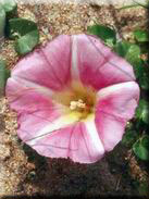 Calystegia soldanella