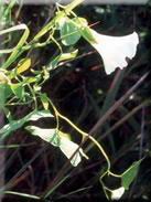 Calystegia sylvatica