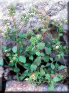 Campanula erinus