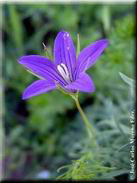 Campanula lusitanica subsp. lusitanica