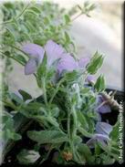 Campanula mollis