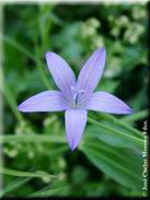 Campanula rapunculus