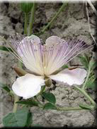 Capparis spinosa subsp. spinosa