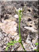 Cardamine hirsuta