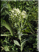 Cardaria draba subsp. draba