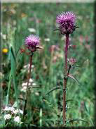 Carduncellus caeruleus subsp. caeruleus