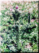 Carduus bourgeanus subsp. bourgeanus