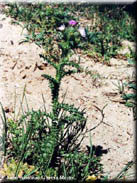 Carduus meonanthus subsp. meonanthus