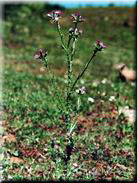 Carduus pycnocephalus