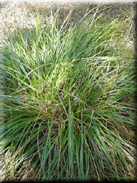 Carex depressa subsp. depressa