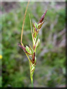 Carex distachya