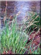 Carex elata subsp. tartessiana