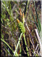 Carex extensa